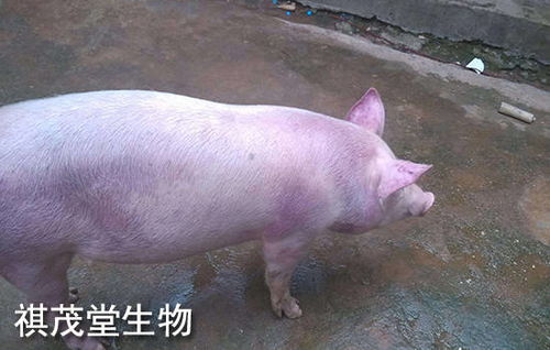 梦境解析，为何梦到别人家的猪咬住右手不放，却无血无痛？