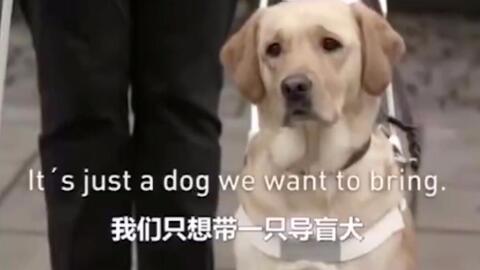 梦境解析，一头牛与狗打架受伤之梦的意义与启示