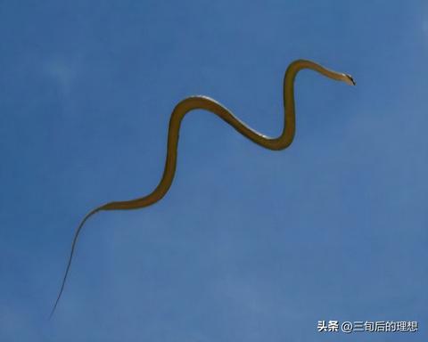 梦境启示录，梦见大蟒蛇化龙遭雷劈的深层寓意与心理解析