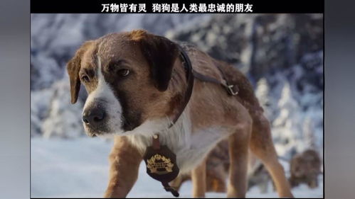 梦境解析，大肚子黄色狗追逐与呼唤的深层含义