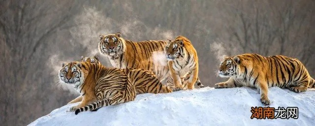 梦境中的猛兽，解析梦到三只老虎与三只豹子的深层含义