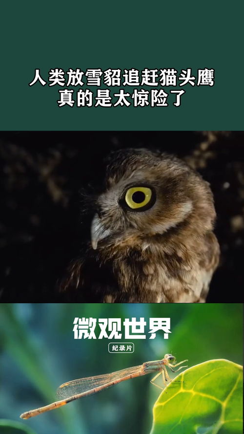 解析梦境，急梦见猫头鹰在叫，你却在驱赶它