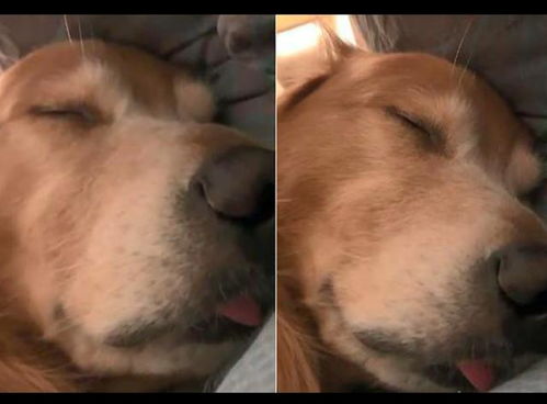 梦回犬逝，泪落成诗，解读梦见狗死了化成泪的深层含义