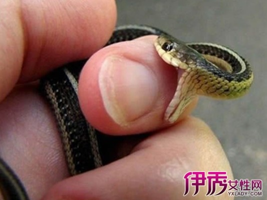 放生后的梦境启示，梦见蛇咬手，寓意何在？
