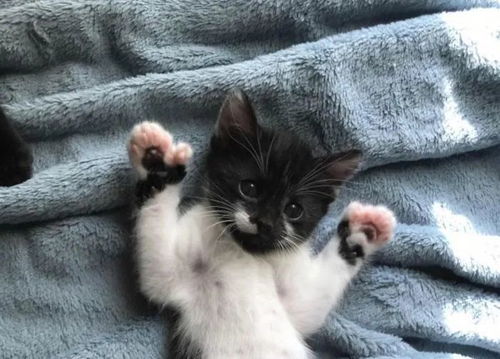 梦见猫咬我的大拇指，解析梦境背后的深层含义
