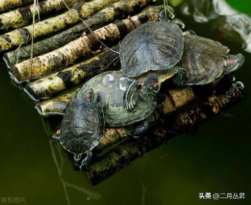 梦境解析，我梦见许多乌龟在河里——探寻古老象征的现代意义
