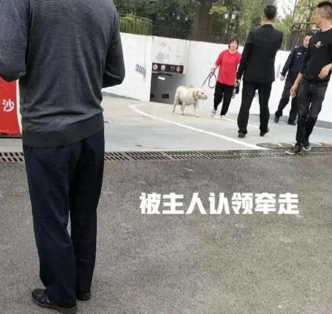 梦境解析，梦到白狗吃黑狗——寓意与象征的深度探索