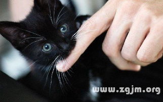 梦境解析，猫身上着火——潜意识中的警示与启示