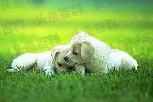 梦境中的奇遇，女性梦见小狗微笑与玫红65533的深意