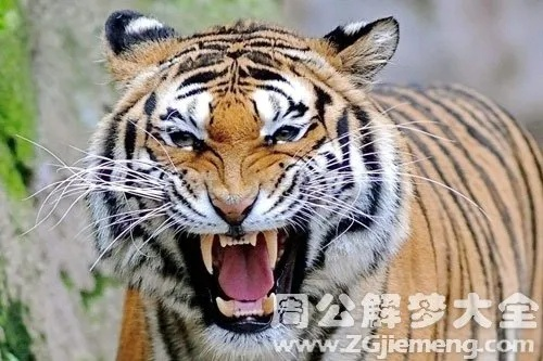 梦境交织，探寻这两天梦到被老虎和猫咬背后的深层含义