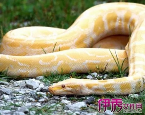 梦境解析，我梦见金色大蛇——三条中的一条被我征服