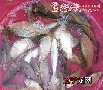 做梦梦见捉鱼正要捉时鱼旁有蛇，梦境中的隐喻与心理解析