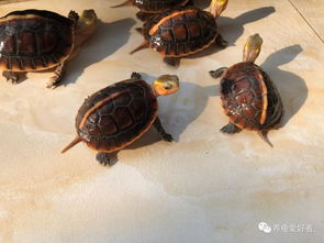 梦见乌龟死了代表什么，探索梦境背后的深层含义与启示