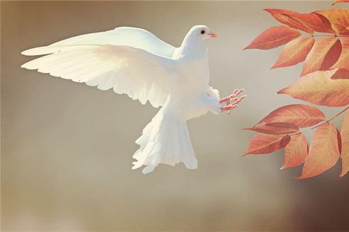 做梦梦到鸽子和白猫，探索梦境中的神秘符号与心灵启示