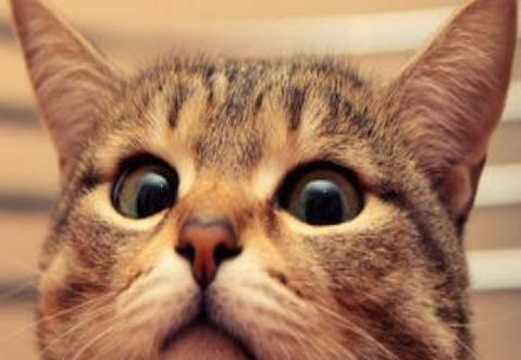 求解梦，梦见被猫抓了