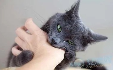求解梦，我梦见被猫攻击后打猫