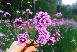 梦境解析,梦中花语与意外之果 梦境解析,梦中花语与意外之果