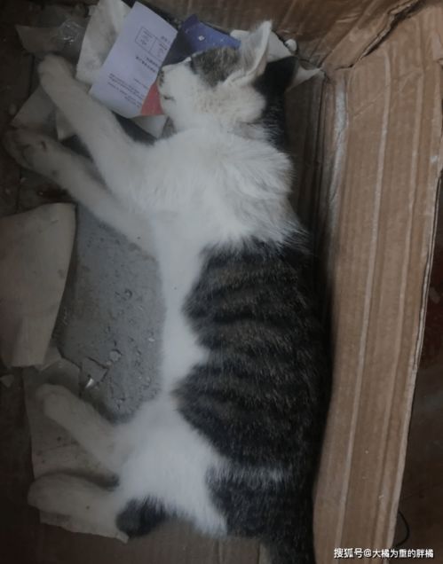 梦境中的母爱与界限，解析梦到一窝小狗和小猫，我欲抱猫回家，却遭猫母咬的深层含义