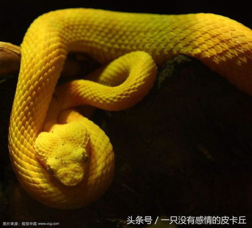 梦境解析，我婆婆腰间缠绕的金黄色大蟒蛇象征意义探究