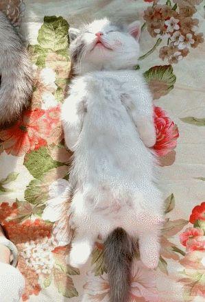 梦见把猫拍死，解读梦境背后的深层含义