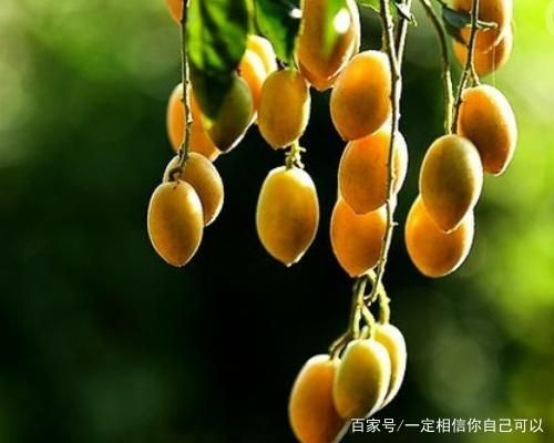 梦境的奥秘，从自家黄皮到摘取他人葡萄的深层含义
