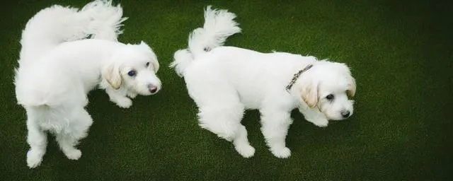 梦境解析，梦见小白狗与大白狗争食的深层含义