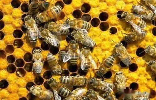 梦见蜜蜂在屋里筑槽产卵，寓意、解析与启示
