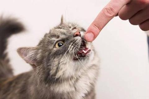 梦见小猫咪咬我，解读梦境中的微妙情感与象征意义