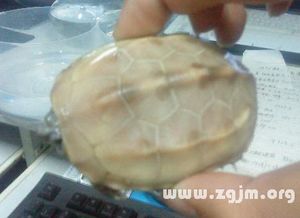 梦境解析，我梦见一只大乌龟，头上顶着铜钱，与我开心聊天