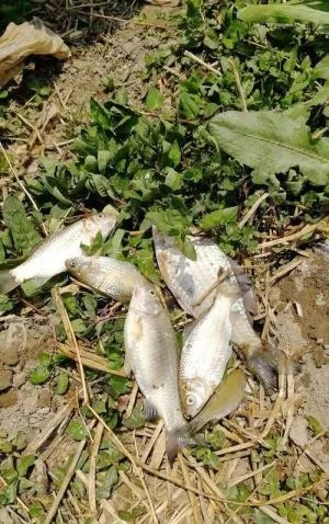 梦境解析，一筐筐死鱼象征的深层含义与心理暗示