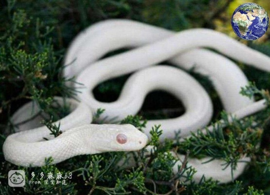 孕妇梦见被白蛇追，寓意与解析