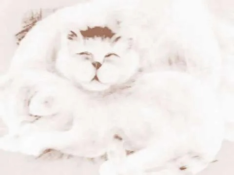 梦境解析，梦见两只猫一白一黑在我床上拉屎的深层含义