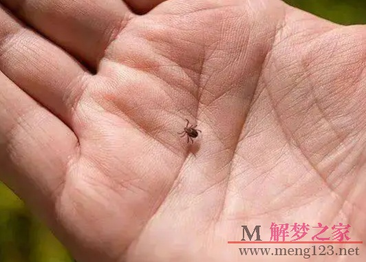 梦境解析，女性梦见右手掌心被多爪虫吸附的象征意义