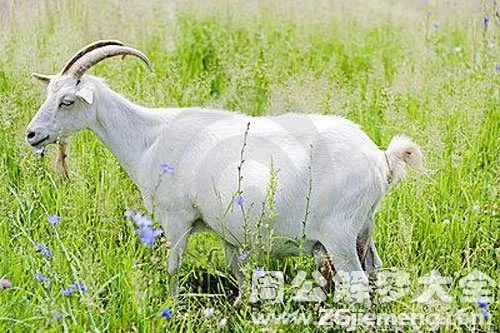 梦见山羊，古老象征与现代解读的交织
