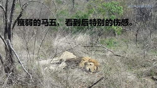 梦境解析，为何梦中蜈蚣缠身，拍之不去，踩之不死？