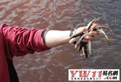 晚上做梦梦到抓鱼抓虾，探索梦境中的丰收与机遇