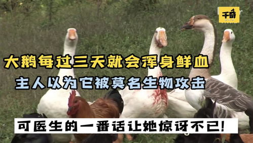 梦见杀鹅贱了一身的血，探索梦境背后的深层含义与心理解析