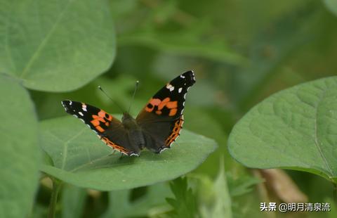 梦境中的红色倩影，解析梦见长发美女穿红衣的深层含义