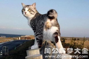 梦到被猫抓，探索梦境背后的深层含义与心理解析