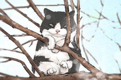 梦境解析，白色猫咪的客厅奇遇