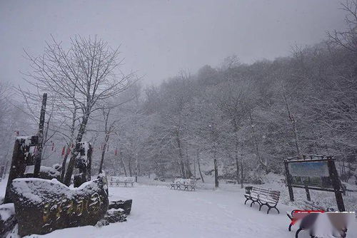 梦见下雪天跟同学在外面拍照，梦境的寓意与解析
