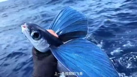 做梦梦见有一条大死臭鱼，解读梦境背后的深层含义