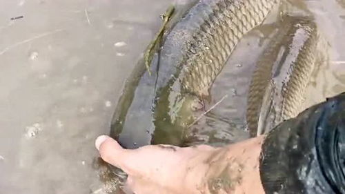 梦见鱼塘干了小半鱼死了捡鱼然后又捡了几个鸟蛋，探索梦境中的象征与启示