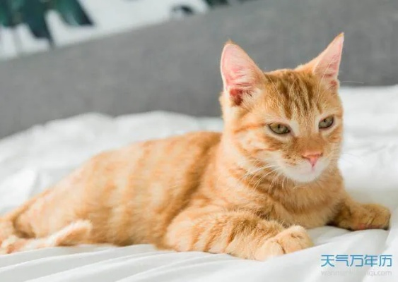 梦到自己养的猫被蚂蚁吃了，寓意解析与梦境解读
