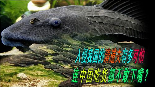 梦境解析，河枯鱼死与沼泽中的家鸡