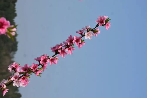 梦境中的桃缘，解读我梦见了我在一棵桃树下摘桃子，一个小男孩要走了两个的深层含义