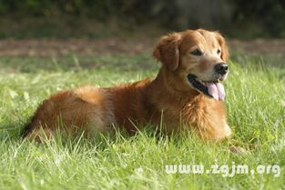 梦境中的温柔告白，金毛犬的甜蜜预兆