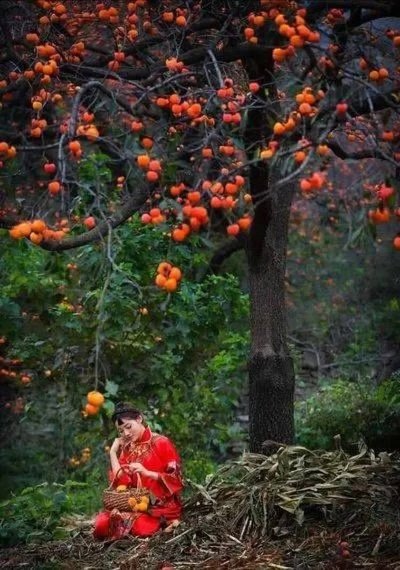 梦境探秘，山上未知红果的奥秘与心灵启示