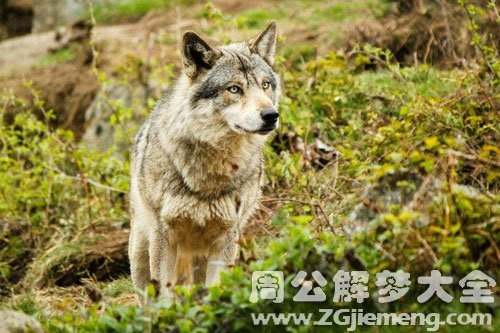 梦见被狼一路追赶后终于摆脱，周公解梦揭示深层寓意