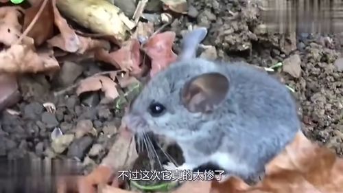 梦境解析，梦到一堆老鼠在被子上乱窜的深层含义与心理暗示